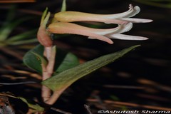 Goodyera biflora